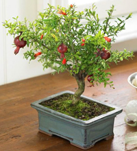 pomegranate_bonsai8