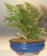 White Rabbit’s Foot Bonsai Tree