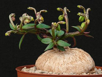 red_monadenium_bonsai8