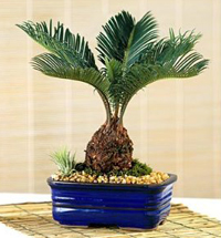 sago_palm_bonsai2