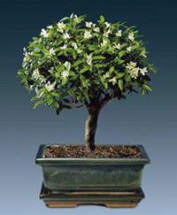 Snow Rose Bonsai Tree