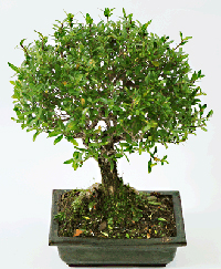 snow_rose_bonsai8