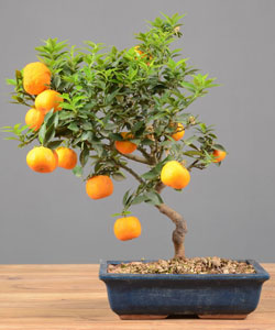 Tangerine Bonsai Tree
