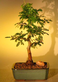 texas ebony tree bonsai