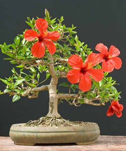 Turk’s Cap Bonsai Tree