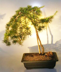 weeping_hemlock_bonsai1