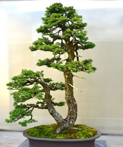 Western Hemlock Bonsai Tree