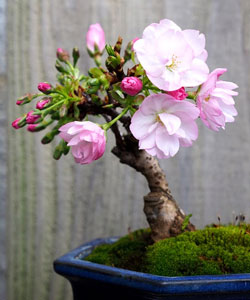 Japanese Cherry Bonsai Tree