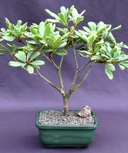 Japanese Mock Orange Bonsai Tree