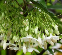 water_jasmine_bonsai7