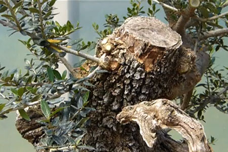 creating_bonsai3