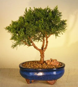 first_bonsai
