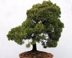 juniper_styling